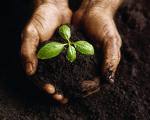 nurture a seedling